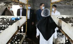 جایگاه عالی استان ایلام در زمینه برنامه های اشتغال زایی برای نیازمندان