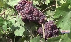 افزایش ده درصدی سطح باغات انگور در استان ایلام