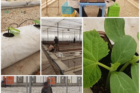 احیای بزرگ‌ترین مجتمع گلخانه‌ای استان ایلام با حمایت جهاد کشاورزی
