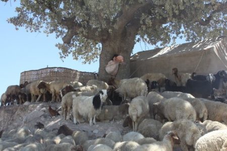 عشایر شهرستان آبدانان سالانه ۸۰۰ میلیارد تومان محصول تولید می کنند